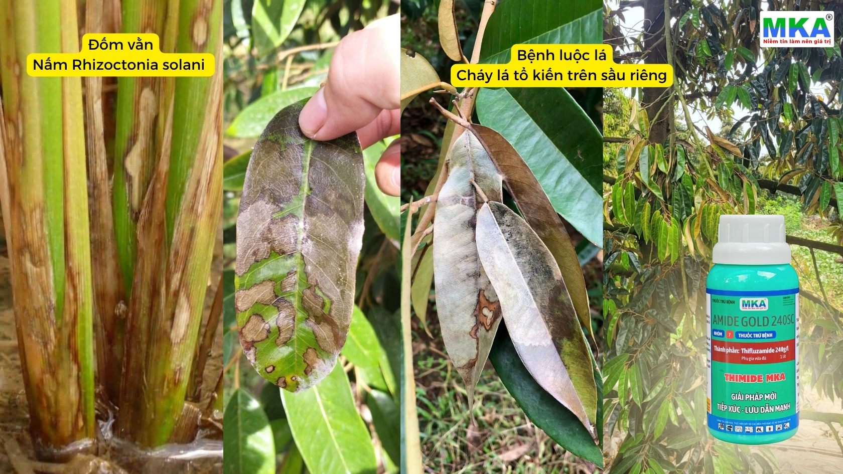 Thifluzamide đặc trị cháy lá tổ kiến bệnh luộc lá Đốm vằn do Rhizoctonia solani